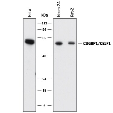 Detection of Human, Mouse, and Rat CUGBP1/CELF1 antibody by Western Blot.
