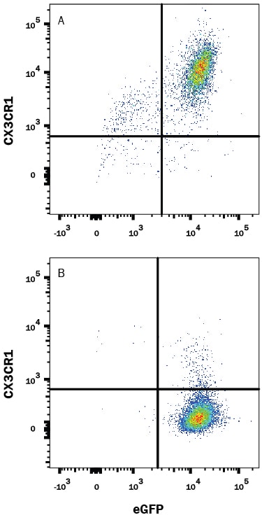 Detection of CX3CR1 antibody in CHO Chinese Hamster Cell Line Transfected with Mouse CX3CR1 and eGFP antibody by Flow Cytometry.