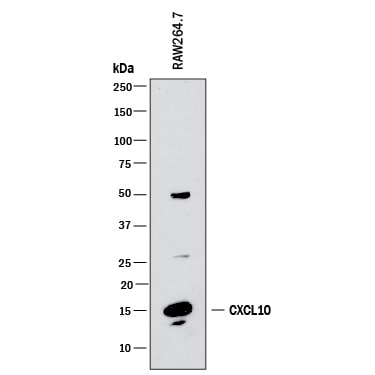 Detection of Mouse CXCL10/IP-10/CRG-2 antibody by Western Blot.