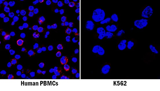 CXCL12/SDF-1 antibody in Human PBMCs and K562 Human Cell Line by Immunocytochemistry (ICC).