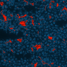 CXCL13/BLC/BCA-1 antibody in Mouse Intestine by Immunohistochemistry (IHC-Fr).