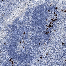 CXCL13/BLC/BCA-1 antibody in Human Tonsil by Immunohistochemistry (IHC-P).