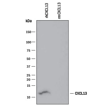 Detection of Recombinant Human CXCL13/BLC/BCA-1 antibody by Western Blot.