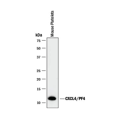 Detection of Mouse CXCL4/PF4 antibody by Western Blot.