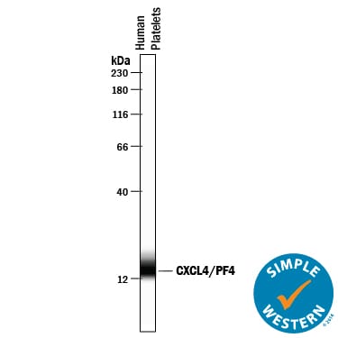 Detection of Human CXCL4/PF4 antibody by Simple WesternTM.