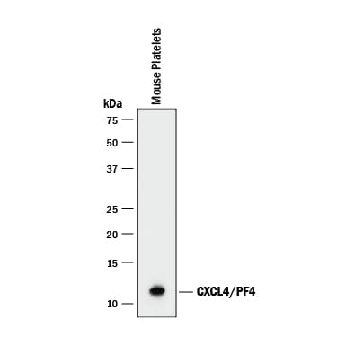 Detection of Mouse CXCL4/PF4 antibody by Western Blot.