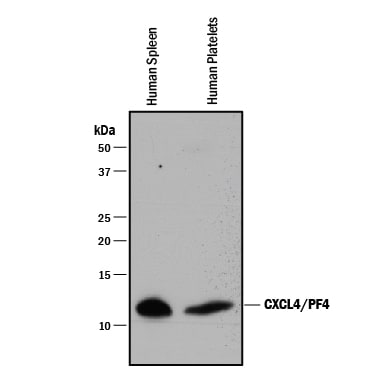 Detection of Human CXCL4/PF4 antibody by Western Blot.