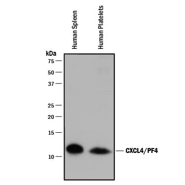 Detection of Human CXCL4/PF4 antibody by Western Blot.