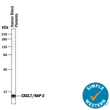 Detection of Human CXCL7/NAP-2 antibody by Simple WesternTM.