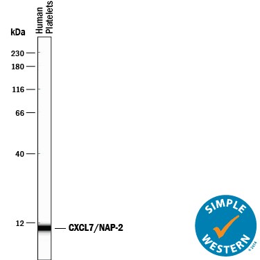 Detection of Human CXCL7/NAP‑2 antibody by Simple WesternTM.