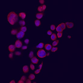 CXCL9/MIG antibody in THP-1 Human Cell Line by Immunocytochemistry (ICC).