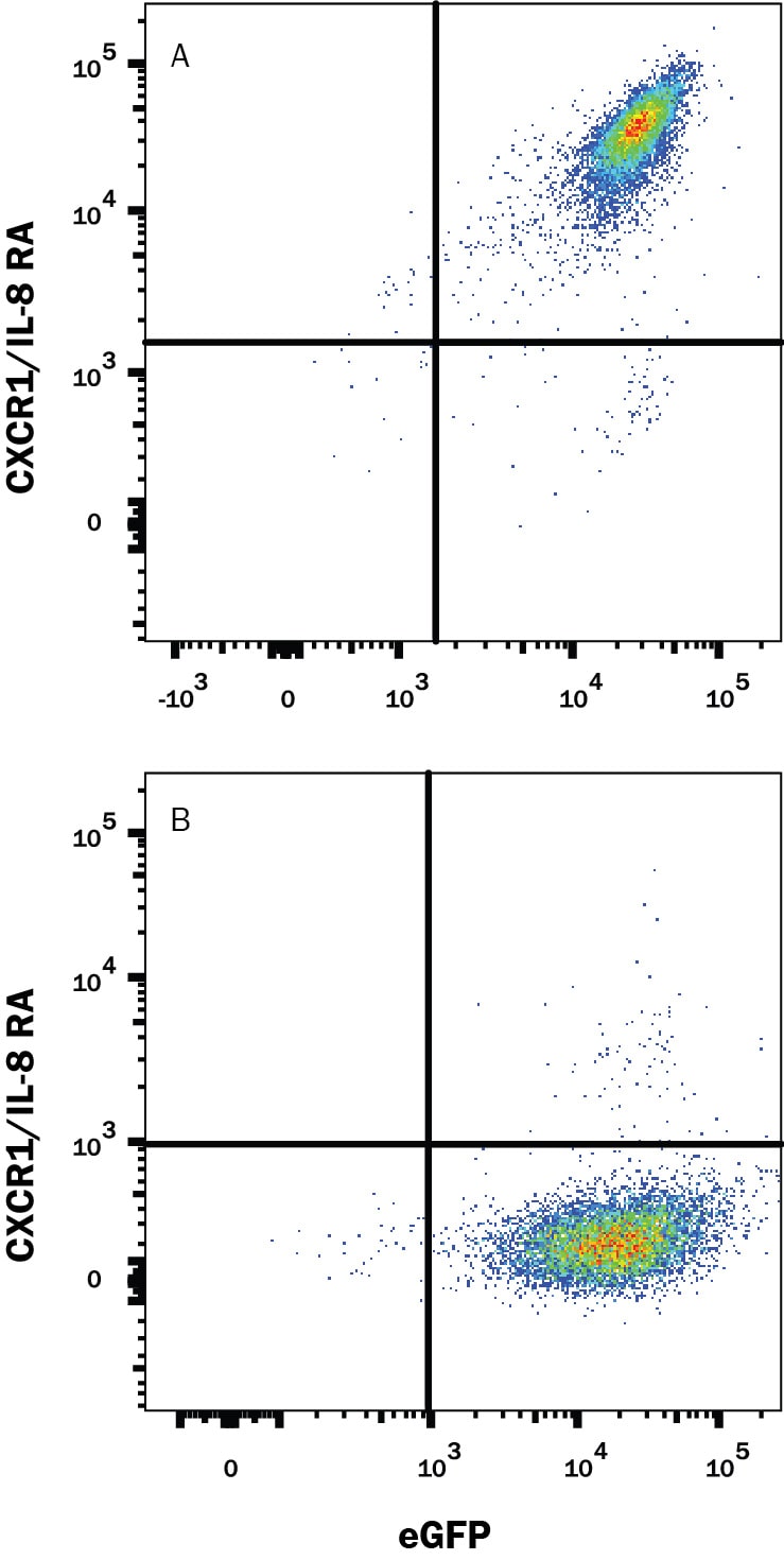 Detection of CXCR1/IL-8 RA antibody in HEK293 Human Cell Line Transfected with Mouse CXCR1/IL-8 RA and eGFP antibody by Flow Cytometry.