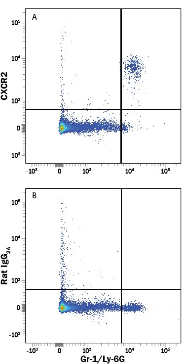 Detection of CXCR2/IL-8 RB antibody in Mouse Splenocytes antibody by Flow Cytometry.
