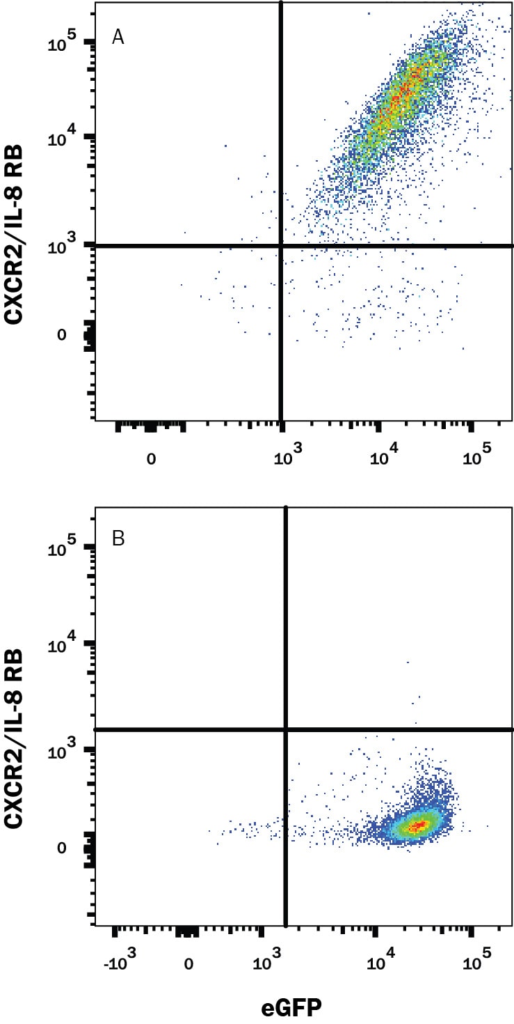 Detection of CXCR2/IL‑8 RB antibody in HEK293 Human Cell Line Transfected with Mouse CXCR2/IL-8 RB and eGFP antibody by Flow Cytometry.
