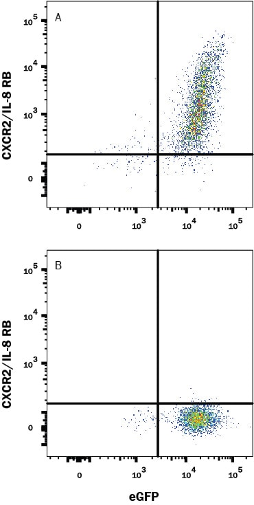 Detection of CXCR2/IL-8 RB antibody in HEK293 Human Cell Line Transfected with Rat CXCR2/IL-8 RB and eGFP antibody by Flow Cytometry.