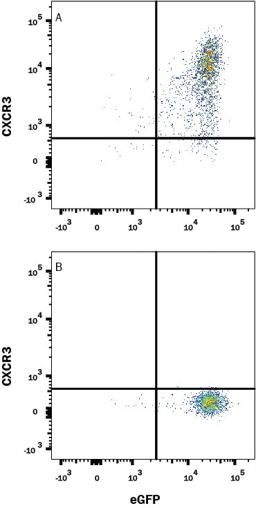 Detection of CXCR3 antibody in NS0 Cell Line Transfected with Rat CXCR3 and eGFP antibody by Flow Cytometry.