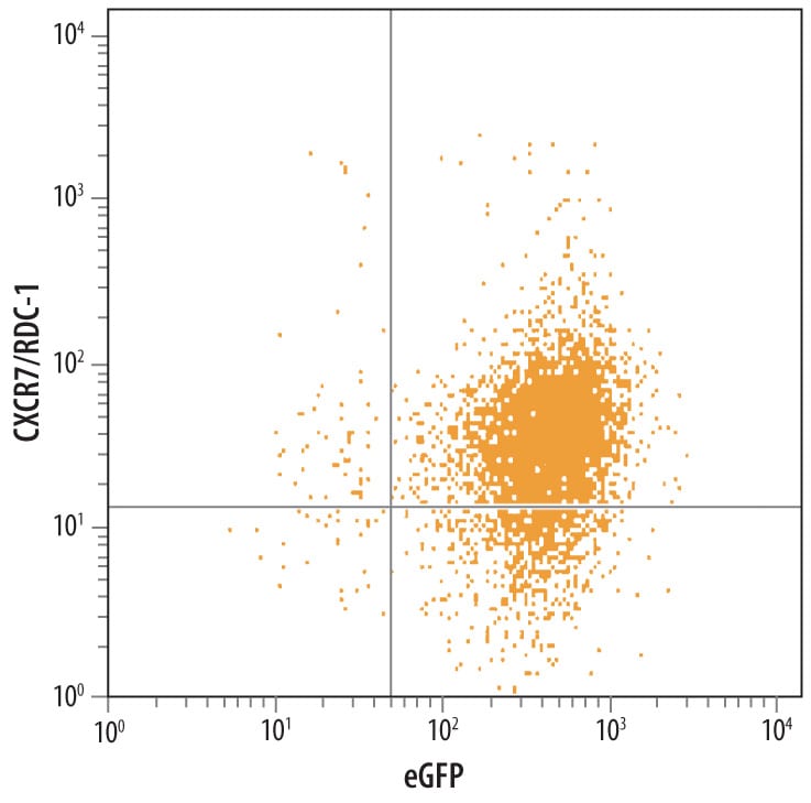 Detection of CXCR7 antibody in HEK293 Human Cell Line Transfected with eGFP and Mouse CXCR7/RDC-1 antibody by Flow Cytometry.