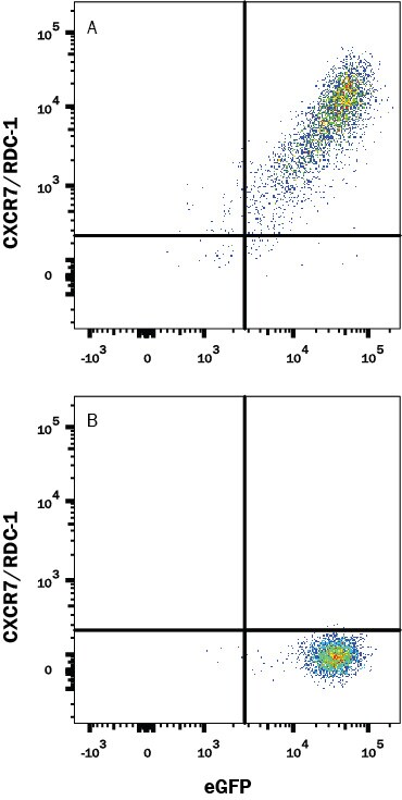 Detection of CXCR7/RDC-1 antibody in HEK293 Human Cell Line Transfected with Rat CXCR7/RDC-1 and eGFP antibody by Flow Cytometry.