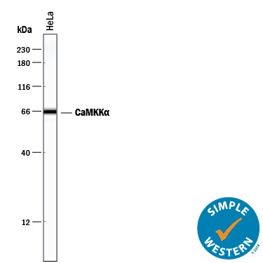 Detection of Human CaMKKa antibody by Simple WesternTM.