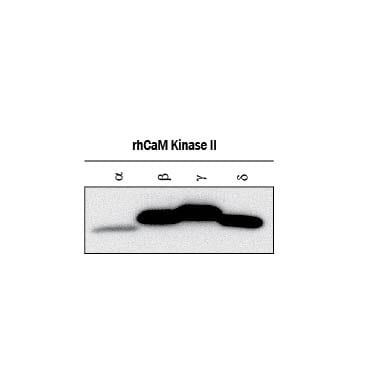 Detection of Recombinant Human CaM Kinase II a,  beta  ?, and d antibody by Western Blot.