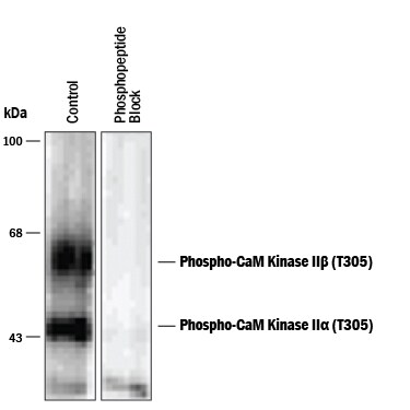 Detection of Phospho-CaM Kinase II (T286)by Western Blot.
