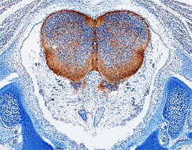 Cadherin-4/R-Cadherin antibody in Mouse Brain by Immunohistochemistry (IHC-Fr).