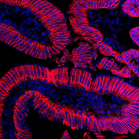 Cadherin-17 antibody in Mouse Intestine by Immunohistochemistry (IHC-Fr).