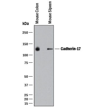 Detection of Mouse Cadherin-17 antibody by Western Blot.