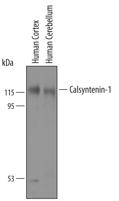 Detection of Human Calsyntenin‑1 antibody by Western Blot.