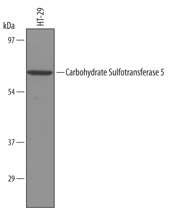 Detection of Human Carbohydrate Sulfotransferase 5/CHST5 antibody by Western Blot.