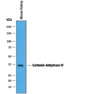 Detection of Mouse Carbonic Anhydrase IV/CA4 antibody by Western Blot.