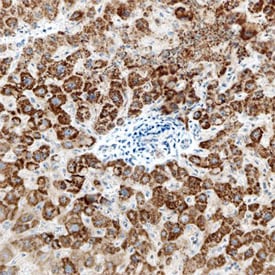 Carbonic Anhydrase VA/VB (CA5A/5B) antibody in Human Liver by Immunohistochemistry (IHC-P).