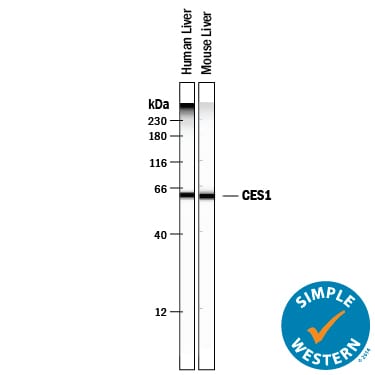 Detection of Human and Mouse Carboxylesterase 1/CES1 antibody by Simple WesternTM.