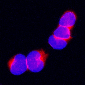 Carboxypeptidase M antibody in THP-1 Human Cell Line by Immunocytochemistry (ICC).