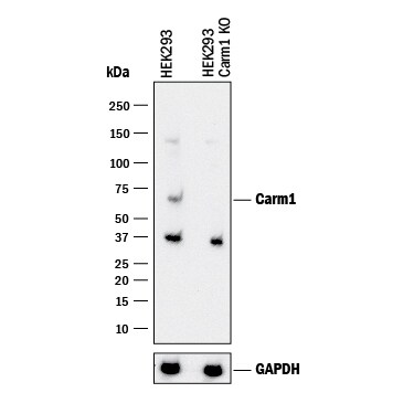 Western Blot Shows Human Carm1 Antibody Specificity by Using Knockout Cell Line.