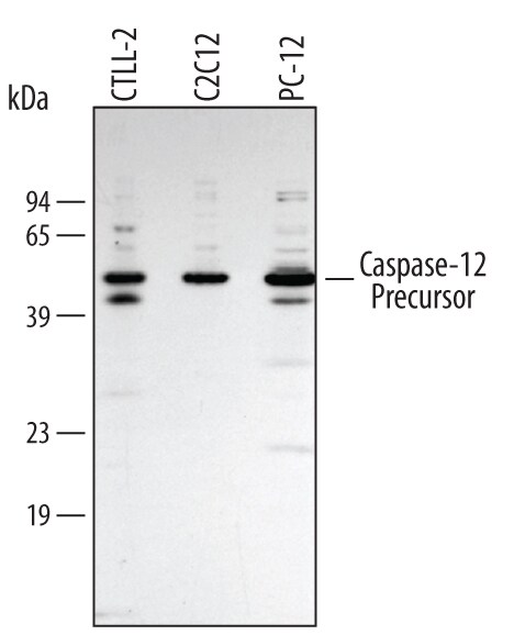 Detection of Mouse/Rat Caspase‑12 antibody by Western Blot.