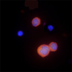 Caspase-1 antibody in THP-1 Human Cell Line by Immunocytochemistry (ICC).