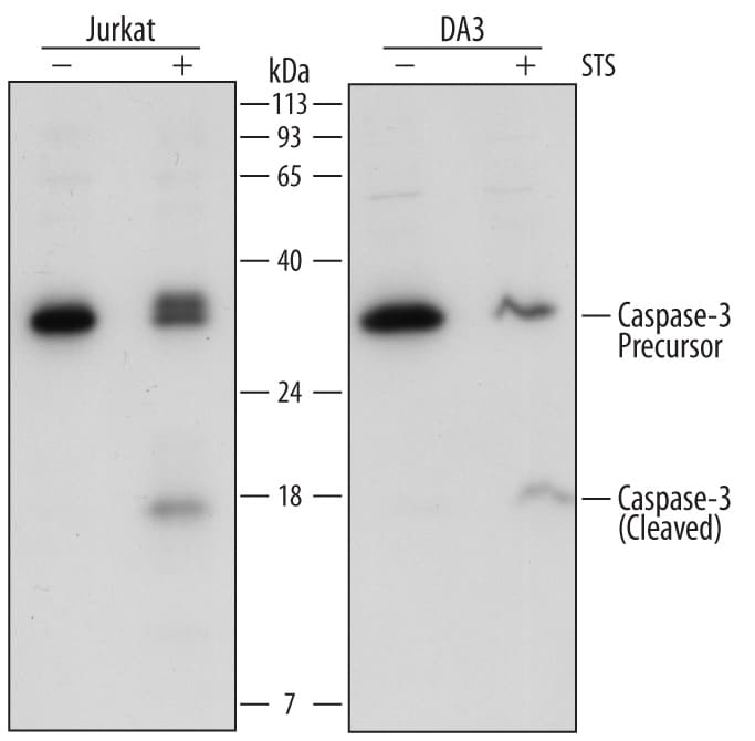 Detection of Human and Mouse Caspase-3 antibody by Western Blot.