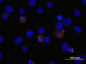 Caspase-3 antibody in Jurkat Human Cell Line by Immunocytochemistry (ICC).