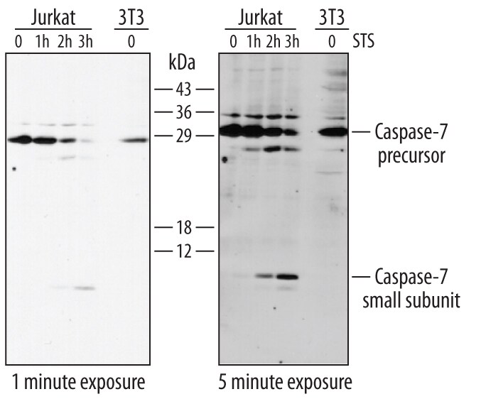 Detection of Human and Mouse Caspase-7 Precursor and Small Subunit antibody by Western Blot.