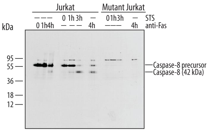 Detection of Human Caspase‑8 antibody by Western Blot.