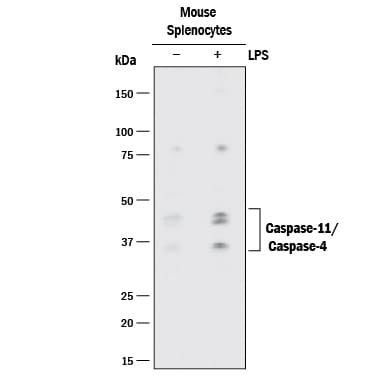 Detection of Mouse Caspase-11/Caspase-4 antibody by Western Blot.