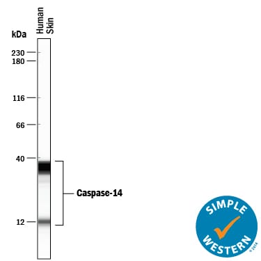 Detection of Human Caspase-14 antibody by Simple WesternTM.
