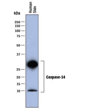 Detection of Human Caspase-14 antibody by Western Blot.