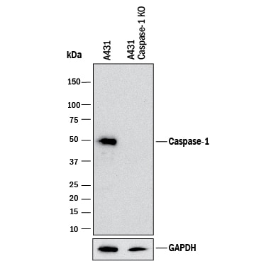 Western Blot Shows Human Caspase-1 Antibody Specificity by Using Knockout Cell Line.