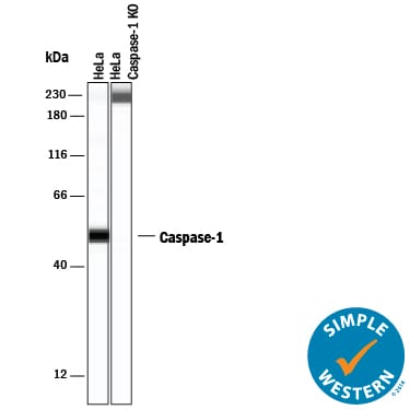 Detection of Human Caspase‑1 antibody by Simple WesternTM.