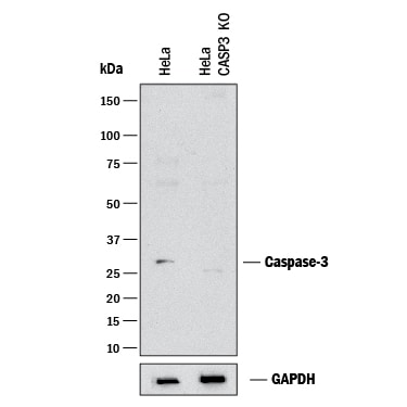 Western Blot Shows Human Caspase-3 Antibody Specificity by Using Knockout Cell Line.