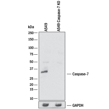 Western Blot Shows Human Caspase-7 Antibody Specificity by Using Knockout Cell Line.
