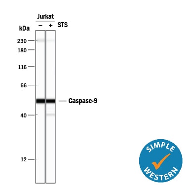 Detection of Human Caspase-9 antibody by Simple WesternTM.