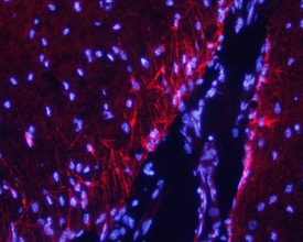 Caspr2 antibody in Mouse Brain by Immunohistochemistry (IHC-Fr).